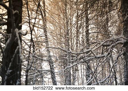 Stock Image - Close up of snowy tree branches in forest. Fotosearch