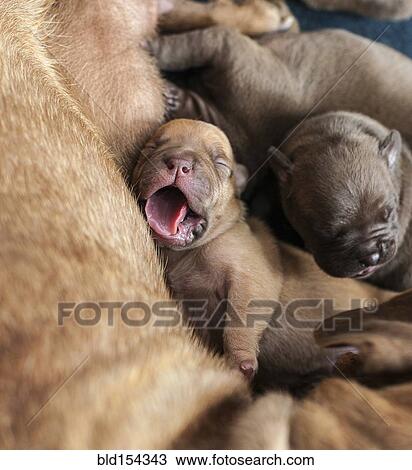 Close up of yawning newborn puppy laying with mother View Large Photo Image Stock Image - Close up of yawning newborn puppy laying with mother. Fotosearch