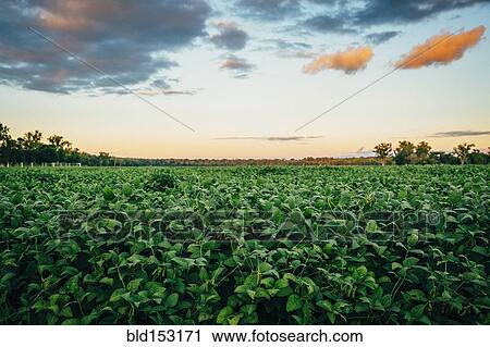 Crop field under sunrise sky in rural landscape View Large Photo Image Stock Image - Crop field under sunrise sky in rural landscape. Fotosearch