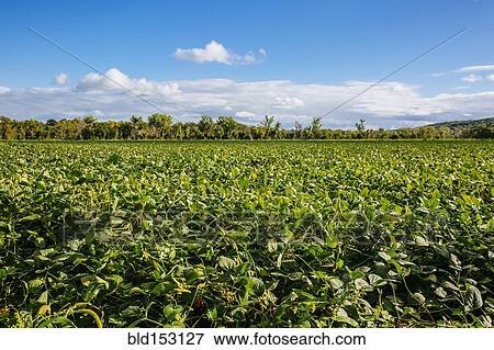 Stock Photo - Crops growing in rural field under blue sky. Fotosearch