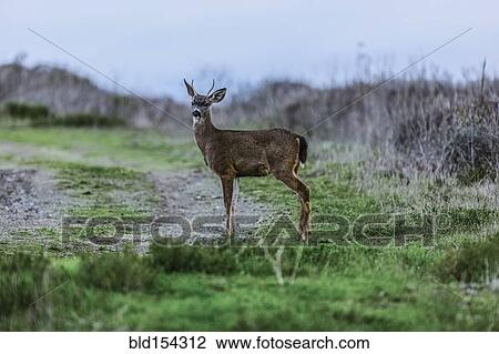 Stock Image - Deer standing near dirt path. Fotosearch