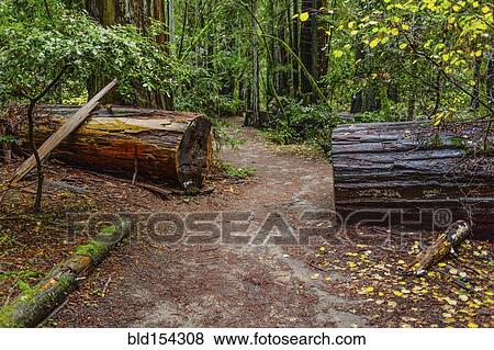 Stock Photo - Dirt path cut through fallen tree in forest. Fotosearch