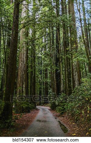 Stock Photo - Dirt path through tall trees in forest. Fotosearch