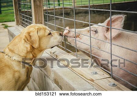 Dog and pig sniffing each other through fence View Large Photo Image Stock Image - Dog and pig sniffing each other through fence. Fotosearch