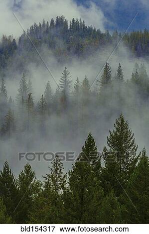 Stock Photo - Fog over forest treetops on remote hillside. Fotosearch