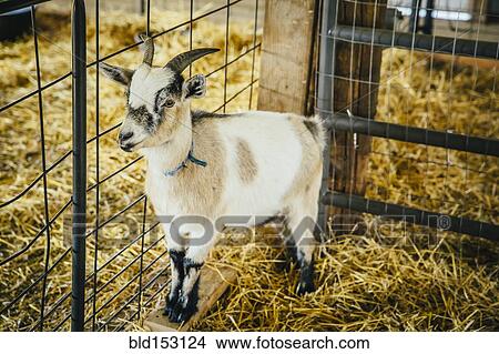 Goat standing in hay in barn View Large Photo Image Picture - Goat standing in hay in barn. Fotosearch