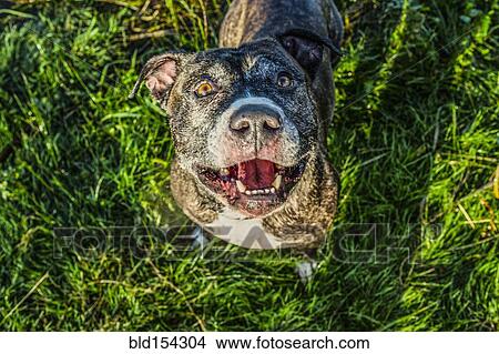 Picture - High angle view of dog standing in grass. Fotosearch