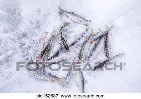 Stock Photo - High angle view of fresh fish on snow. Fotosearch