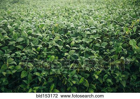 Stock Image - High angle view of plants growing in field. Fotosearch