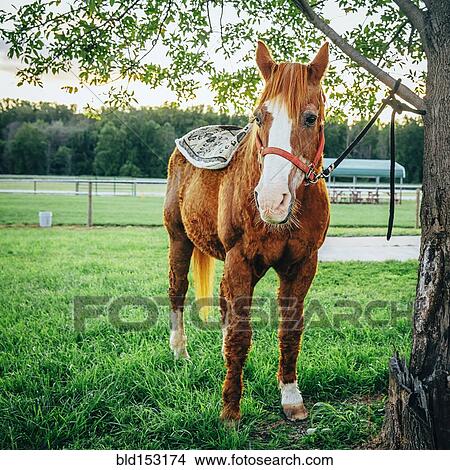 Horse tied to tree on farm View Large Photo Image Picture - Horse tied to tree on farm. Fotosearch