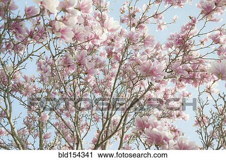 Stock Image - Low angle view of flowering tree branches. Fotosearch