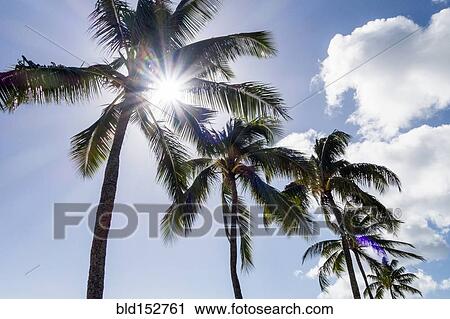 Stock Image - Low angle view of sun shining through palm trees. Fotosearch