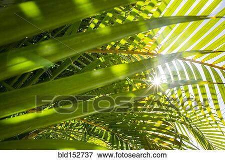 Low angle view of sun shining through palm fronds View Large Photo Image Stock Photo - Low angle view of sun shining through palm fronds. Fotosearch