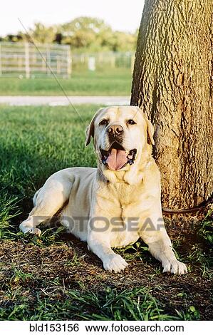 Stock Photograph - Panting dog sitting under tree. Fotosearch