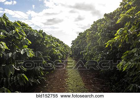 Stock Photography - Path through lush green trees under clouds. Fotosearch