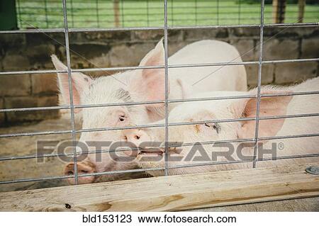 Stock Image - Pigs peeking through fence on farm. Fotosearch
