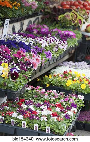 Stock Image - Potted flowers in market. Fotosearch