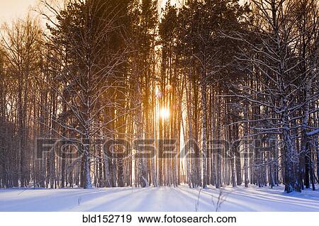 Sun shining through trees in snowy forest View Large Photo Image Stock Photo - Sun shining through trees in snowy forest. Fotosearch