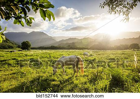 Picture - Sunbeams shining over horses grazing in rural field. Fotosearch