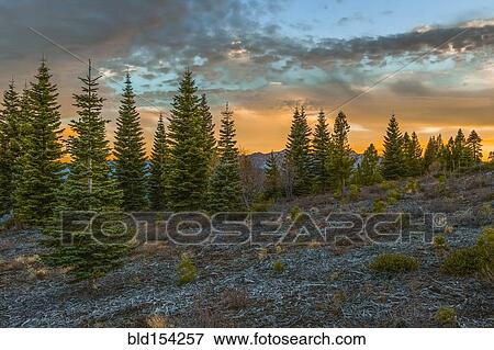 Stock Photo - Sunset over trees in remote field. Fotosearch