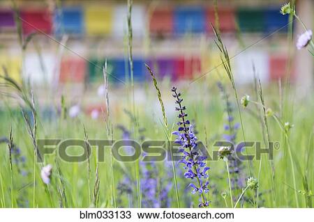 Stock Image - Close up of colorful flowers growing in field. Fotosearch