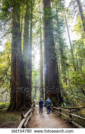 Caucasian couple walking on fenced dirt path under tall trees View Large Photo Image Stock Image - Caucasian couple walking on fenced dirt path under tall trees. Fotosearch