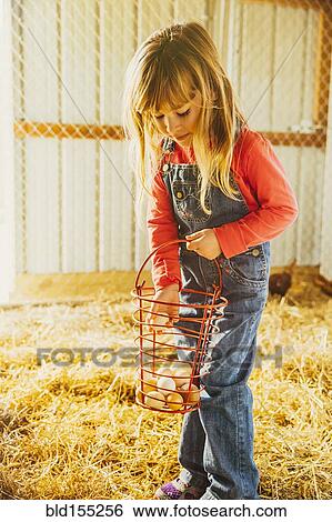 Stock Photograph - Caucasian girl collecting eggs in barn. Fotosearch