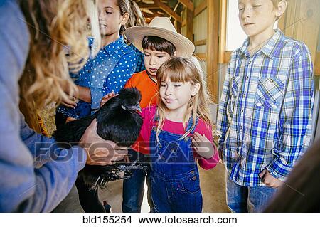 Picture - Caucasian girl petting chicken in barn. Fotosearch