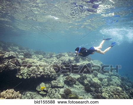 Stock Photo - Caucasian woman snorkeling near coral reef in tropical ocean. Fotosearch