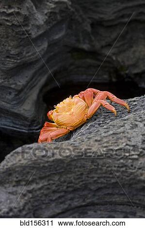 Stock Image - Close up of crab on rock formation. Fotosearch