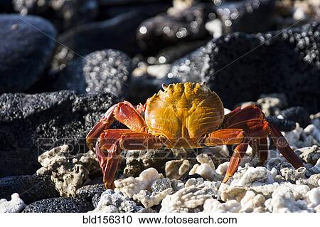 Stock Image - Close up of crab on rocky beach. Fotosearch