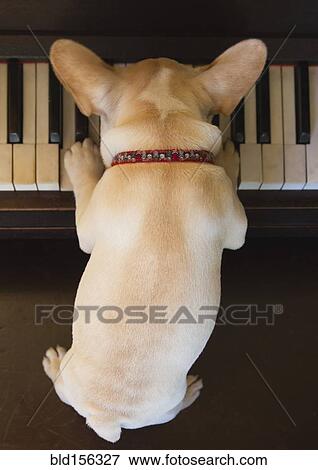 Stock Photo - Close up of French bulldog puppy playing piano. Fotosearch
