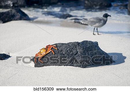 Crab crawling on beach rock View Large Photo Image Stock Photo - Crab crawling on beach rock. Fotosearch