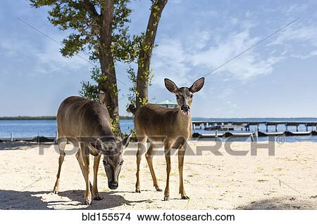 Picture - Deer standing on beach. Fotosearch