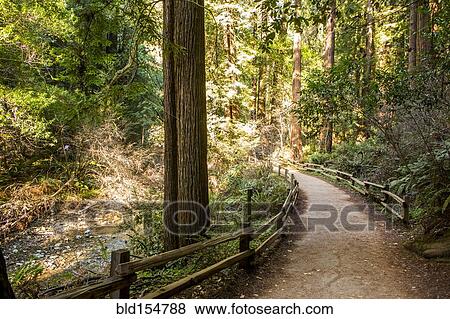 Fence on dirt path in forest View Large Photo Image Stock Photo - Fence on dirt path in forest. Fotosearch