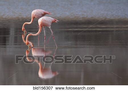 Flamingoes reflecting in still lake View Large Photo Image Stock Photo - Flamingoes reflecting in still lake. Fotosearch
