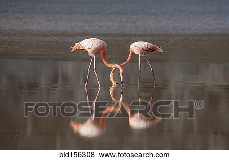 Stock Photo - Flamingoes reflecting in still lake. Fotosearch