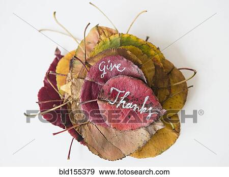 Give Thanks calligraphy on dry autumn leaves View Large Photo Image Stock Photo - Give Thanks calligraphy on dry autumn leaves. Fotosearch