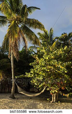 Stock Photograph - Hammock hanging between palm trees on beach. Fotosearch