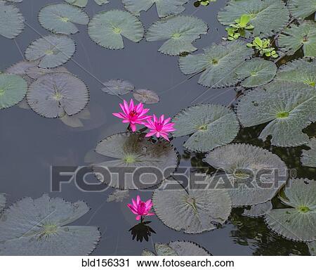 Stock Image - High angle view of flowers and lily pads on still pond. Fotosearch