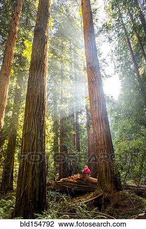 Hiker sitting under tall trees in forest View Large Photo Image Stock Image - Hiker sitting under tall trees in forest. Fotosearch