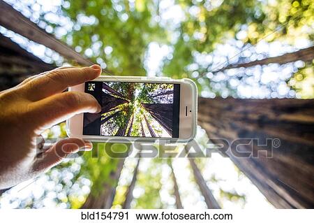 Stock Image - Low angle view of cell phone taking photograph of trees in forest. Fotosearch