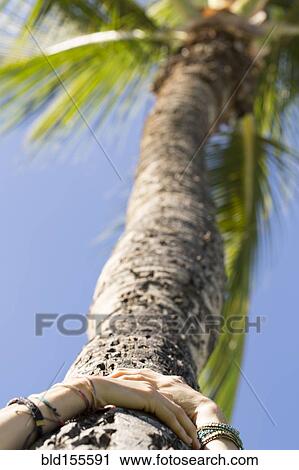 Stock Image - Low angle view of hands of Caucasian woman hugging palm tree. Fotosearch