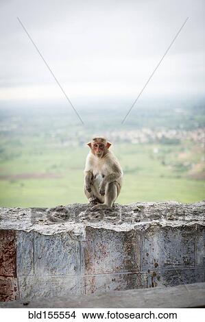 Monkey crouching on dilapidated rock wall View Large Photo Image Picture - Monkey crouching on dilapidated rock wall. Fotosearch
