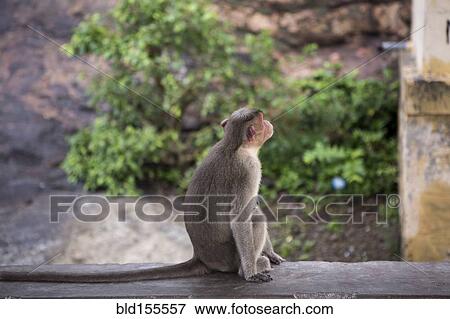 Stock Photo - Monkey relaxing on rock wall. Fotosearch