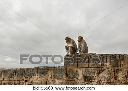 Monkey sitting on rock wall View Large Photo Image Stock Image - Monkey sitting on rock wall. Fotosearch