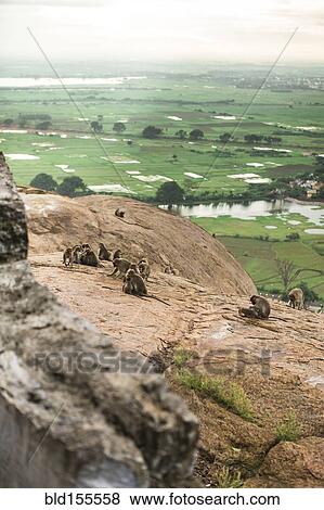 Stock Photo - Monkeys climbing rock cliff in rural landscape. Fotosearch