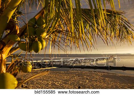 Stock Photography - Palm tree over dock and beach. Fotosearch