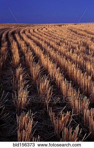Rows of harvested barley in farm field View Large Photo Image Stock Image - Rows of harvested barley in farm field. Fotosearch