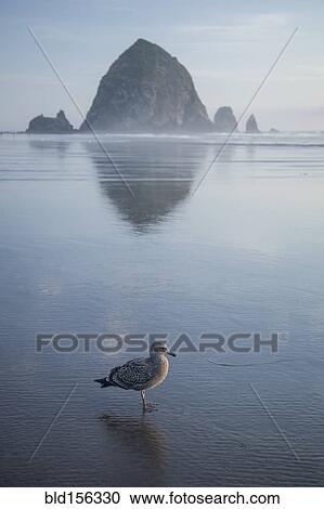 Stock Image - "Seagull near Haystack Rock reflecting in ocean, Cannon Beach, Oregon, United States". Fotosearch